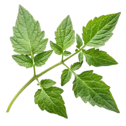 Imagen PNG para descargar